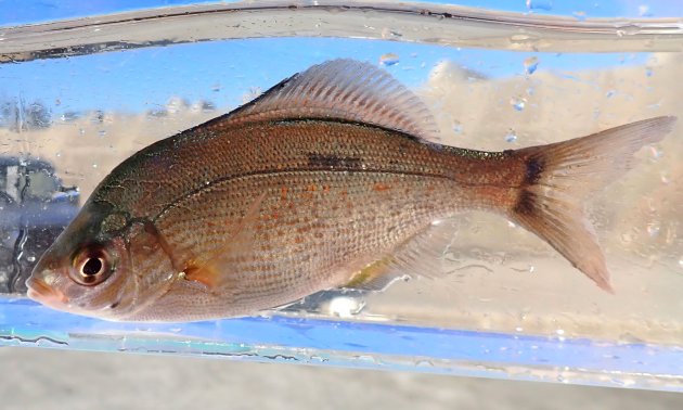 20cm SL 前後になる。前鰓蓋骨いちばん下部角に黒色の斑紋があるが、ときに薄い。前鰓蓋骨いちばん前下にも小さな斑紋があることがある。体色は銀灰色、少し銅を思わせる色合いなどがある。尻鰭基部に黒い筋状のラインはない。尾鰭の先端は尖るが先が伸びることはない。［宮城県気仙沼市唐桑町広田湾側　前鰓蓋骨いちばん前下にも小さな斑紋がないタイプ］