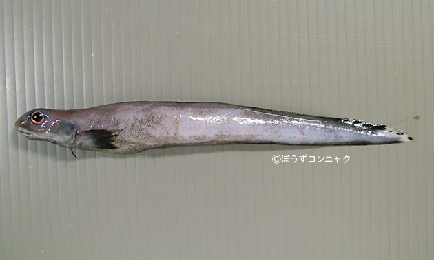 イレズミガジの形態写真