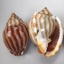 トウカムリ科について＆生物一覧 | 市場魚貝類図鑑