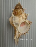 ハッキガイのサムネイル写真