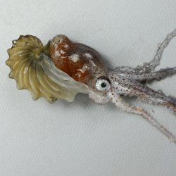 タコブネ | 軟体 | 市場魚貝類図鑑