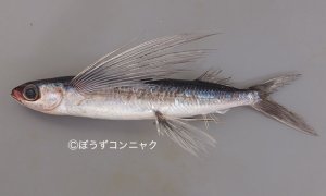 オオメナツトビのサムネイル写真