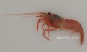 アカシマモエビのサムネイル写真