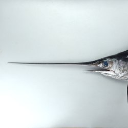 カジキの尾と目 メカジキ科について＆生物一覧 | 市場魚貝類図鑑