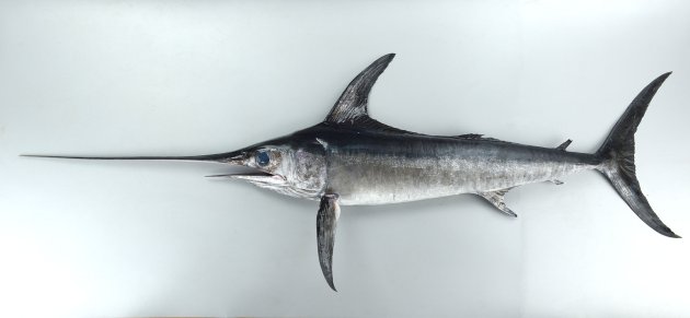メカジキ | 魚類 | 市場魚貝類図鑑