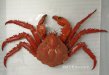 ヒラアシエゾイバラガニのサムネイル写真