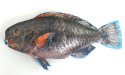 アオブダイのサムネイル写真