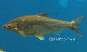 ワタカのサムネイル写真