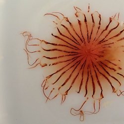 クラゲ | 市場魚貝類図鑑