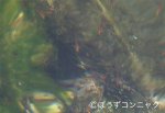 チャガラのサムネイル写真