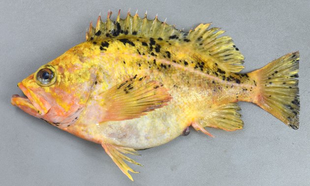 30cm SL 前後になる。全体に黄色みがかっていて、側線が目立つ。眼窩下縁に棘がない。頭頂骨（目の後ろのある長い骨）がない。頭部、目の前方に無鱗部分がある。主上顎骨の後端に鱗がある。尾鰭の後縁は白くない。［黄色い固体　27cm SL・730g］