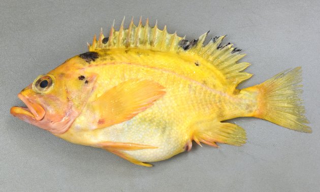 30cm SL 前後になる。全体に黄色みがかっていて、側線が目立つ。眼窩下縁に棘がない。頭頂骨（目の後ろのある長い骨）がない。頭部、目の前方に無鱗部分がある。主上顎骨の後端に鱗がある。尾鰭の後縁は白くない。［黄色い固体　27cm SL・704g］