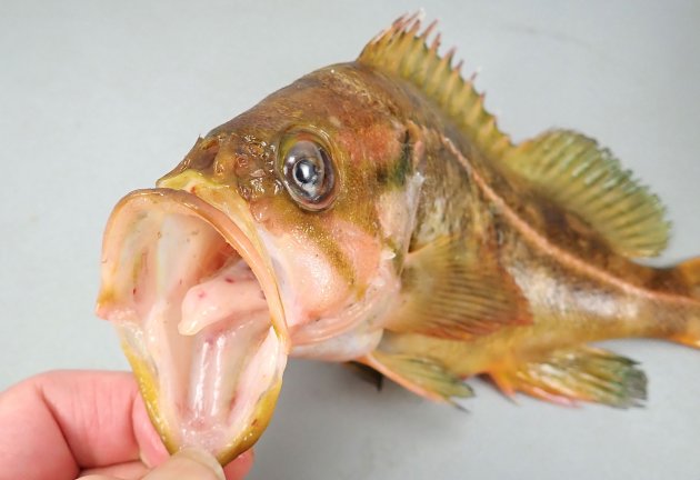 30cm SL 前後になる。全体に黄色みがかっていて、側線が目立つ。眼窩下縁に棘がない。頭頂骨（目の後ろのある長い骨）がない。頭部、目の前方に無鱗部分がある。主上顎骨の後端に鱗がある。尾鰭の後縁は白くない。尾鰭の後縁は白くない。［22cm SL・288g］