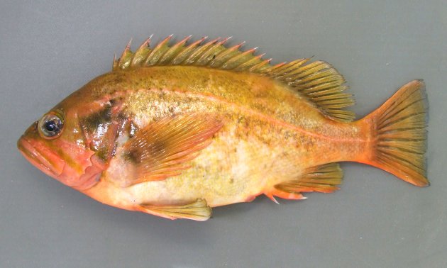 30cm SL 前後になる。全体に黄色みがかっていて、側線が目立つ。眼窩下縁に棘がない。頭頂骨（目の後ろのある長い骨）がない。頭部、目の前方に無鱗部分がある。主上顎骨の後端に鱗がある。尾鰭の後縁は白くない。