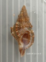 ニセイボボラのサムネイル写真
