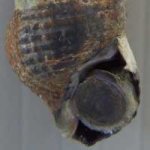 ホソウミニナの見分け方