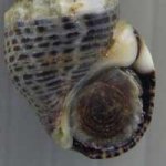 ウミニナの見分け方