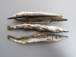 カマスの煮干し