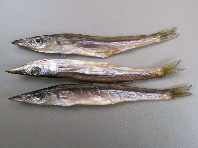 カマスの丸干し