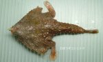 ワヌケフウリュウウオのサムネイル写真