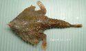 ワヌケフウリュウウオのサムネイル写真