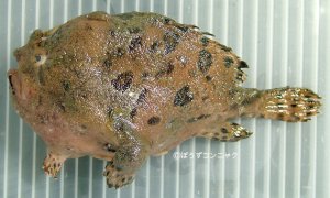 アンコウ | 市場魚貝類図鑑