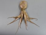 コツブイイダコのサムネイル写真