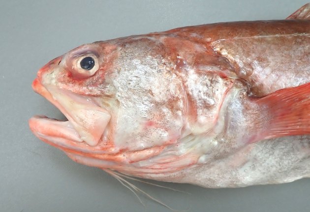 鰓蓋骨に１本だけ強い棘がある。下ろすときに見えにくいので危険だ。腹鰭は糸状に伸び、腹鰭基部は目の直下から始まる。