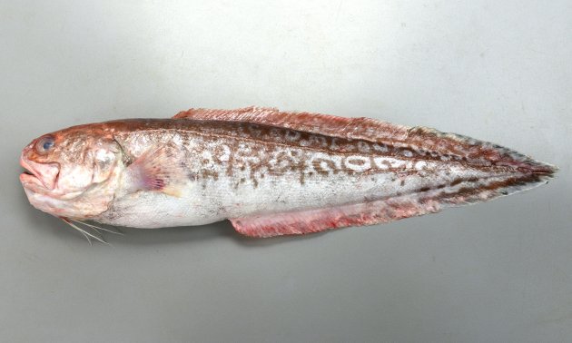体長70cm前後になる。体は細長く、断面は縦長楕円形に近い。頭は丸みを帯びている。鱗は普通。背鰭と尻鰭は尾鰭とつながっている。糸状に伸びている腹鰭基部は目の直下から始まる。鰓蓋骨に１本だけ強い棘がある。