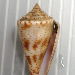 イモガイ科について＆生物一覧 | 市場魚貝類図鑑