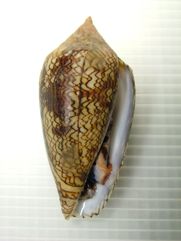 タガヤサンミナシ | 軟体 | 市場魚貝類図鑑
