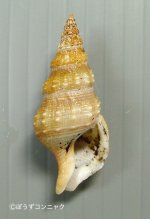 リシケナサバイのサムネイル写真
