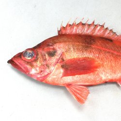 アカウオ（赤魚） | 市場魚貝類図鑑