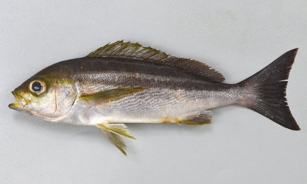 40cm SL 以上になる。側扁形（左右に平たい）。目がやや大きく、成魚は全体に青灰色で。幼魚、若魚はやや明るい茶色で濃い褐色の縞文様が縦に走る。［産卵後激やせした状態の成魚　体長24.5cm・252ｇ］