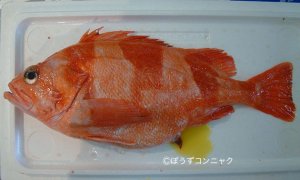 アカシマメヌケのサムネイル写真