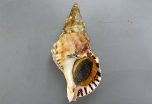 ナンカイボラ | 軟体 | 市場魚貝類図鑑