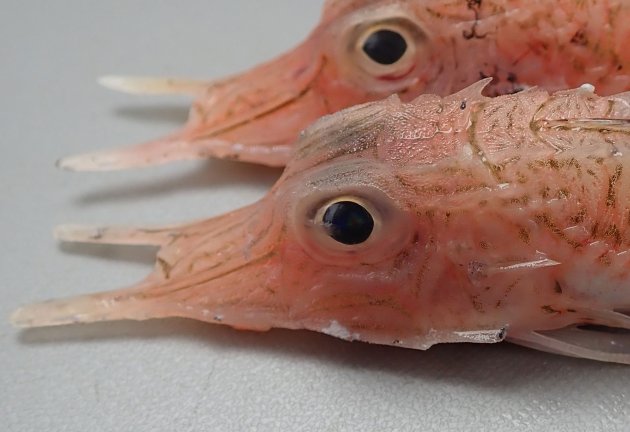 17cm SL 前後になる。前鰓蓋骨下部に顕著な棘がない。吻突起は前方に向かい微かに開く。体側骨盤数は上側列が33-36、下側列が24-27。