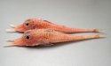キホウボウのサムネイル写真
