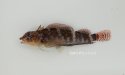 ヘビギンポのサムネイル写真