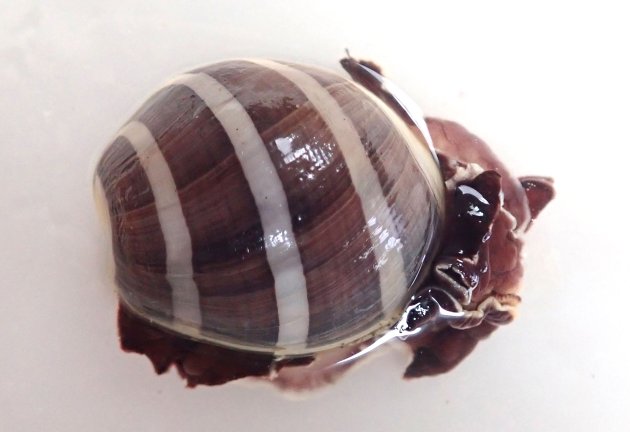 5cm SL 前後になる。貝殻は巻きもの状で薄い。軟体は貝殻に比べて非常に大きく、周りがフリル状だ。貝殻は白く褐色の縞模様が４〜５本ある。［愛知県西尾市一色　33mm SL］
