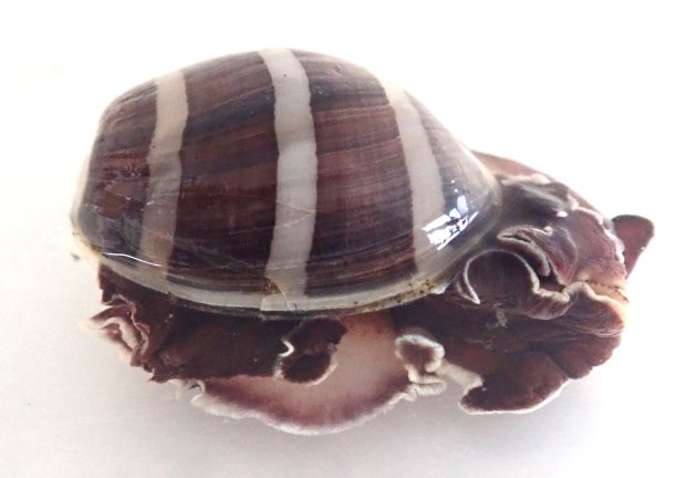 5cm SL 前後になる。貝殻は巻きもの状で薄い。軟体は貝殻に比べて非常に大きく、周りがフリル状だ。貝殻は白く褐色の縞模様が４〜５本ある。［愛知県西尾市一色　33mm SL］