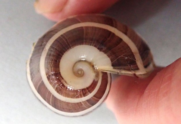 5cm SL 前後になる。貝殻は巻きもの状で薄い。軟体は貝殻に比べて非常に大きく、周りがフリル状だ。貝殻は白く褐色の縞模様が４〜５本ある。［愛知県西尾市一色　33mm SL］