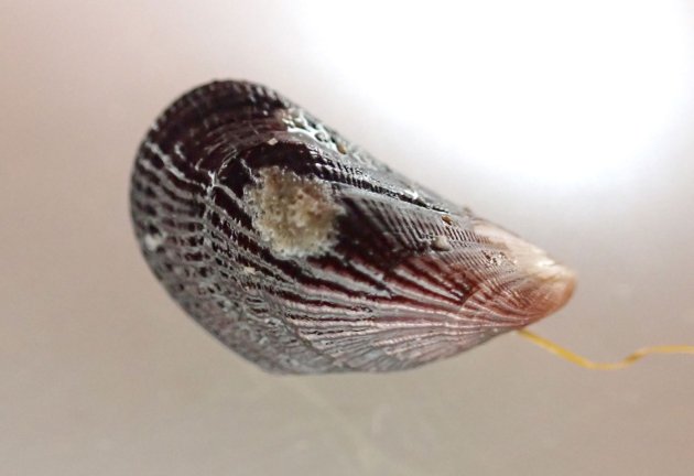 ２cm SL 前後。貝殻に毛がなく、殻頂（向かって左の先端）が丸みを帯びる。内面は白い。