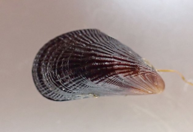 ２cm SL 前後。貝殻に毛がなく、殻頂（向かって左の先端）が丸みを帯びる。内面は白い。