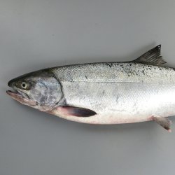 サケ (秋ザケ) | 市場魚貝類図鑑