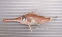 フエカワムキのサムネイル写真