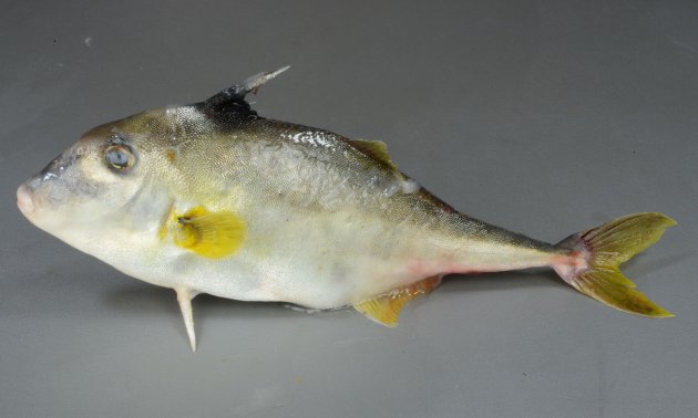 25cm SL 前後になる。体表は非常に微少な鱗が皮膚と一体化してザラザラしている。体高があり側へんする。腹鰭は左右ともに１棘で非常に硬く鋭い。背鰭は６棘で第１棘が太く硬く鋭い。尾鰭は三角形に湾入する。
