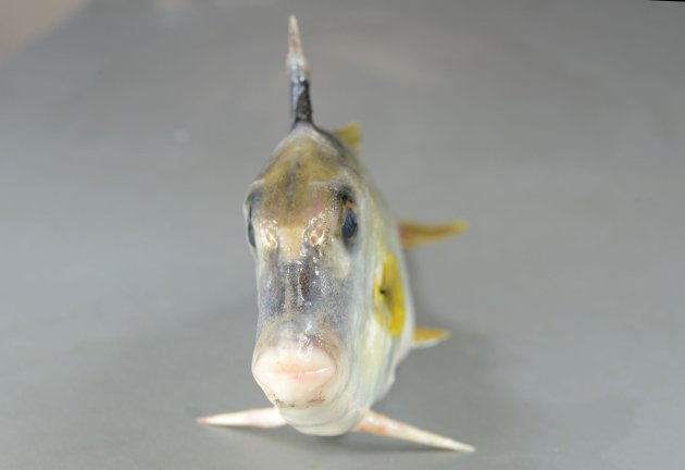 25cm SL 前後になる。体表は非常に微少な鱗が皮膚と一体化してザラザラしている。体高があり側へんする。腹鰭は左右ともに１棘で非常に硬く鋭い。背鰭は６棘で第１棘が太く硬く鋭い。尾鰭は三角形に湾入する。