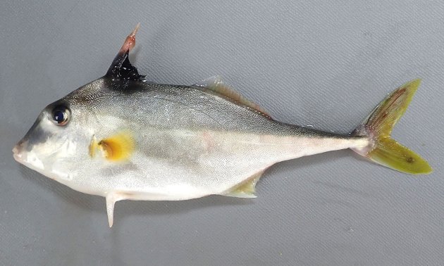 25cm SL 前後になる。体表は非常に微少な鱗が皮膚と一体化してザラザラしている。体高があり側へんする。腹鰭は左右ともに１棘で非常に硬く鋭い。背鰭は６棘で第１棘が太く硬く鋭い。尾鰭は三角形に湾入する。