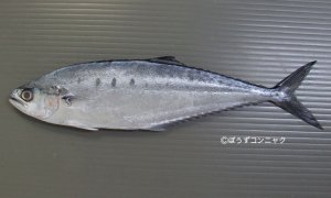 ミナミイケカツオのサムネイル写真